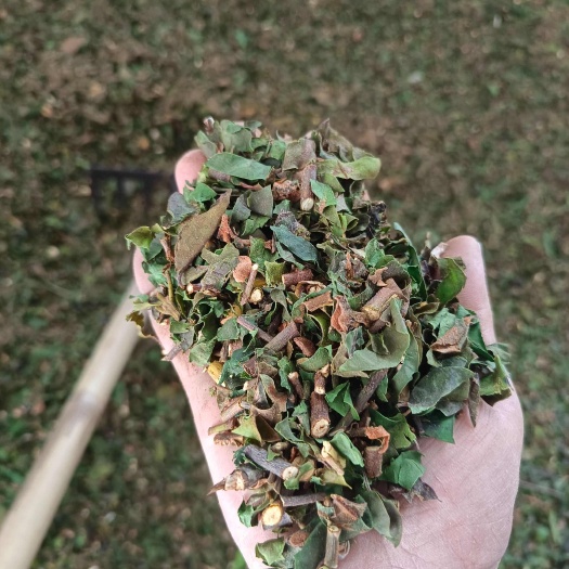 隆林县寄生茶