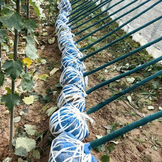 合水县精品河北杨基地直销