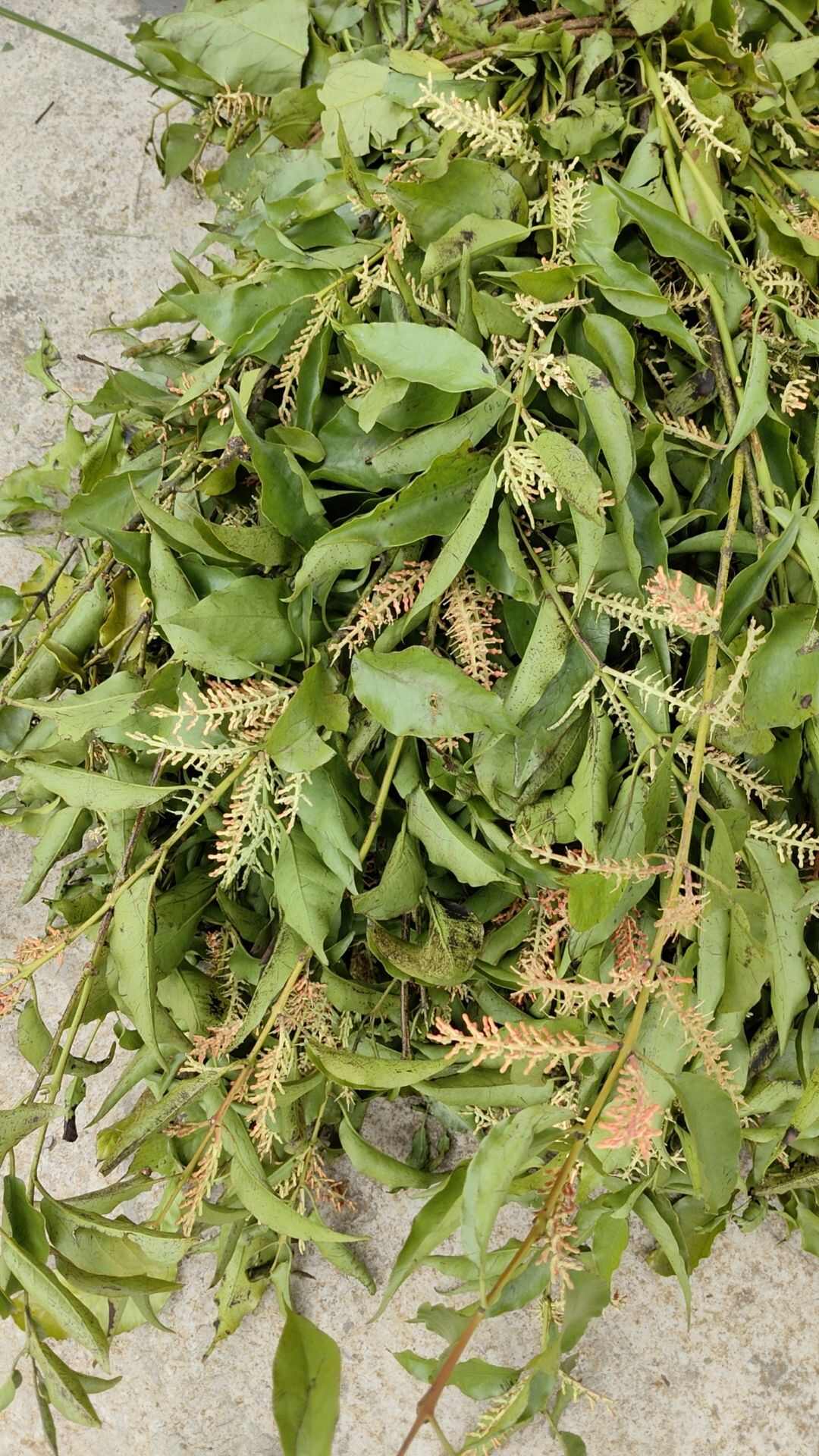 山乌桕寄生，纯自然晒干，大量有货