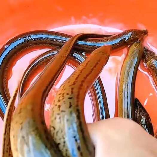 青岛黄鳝