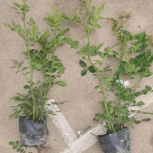 成都温江直发 丰花月季苗木 品质花卉园艺优选