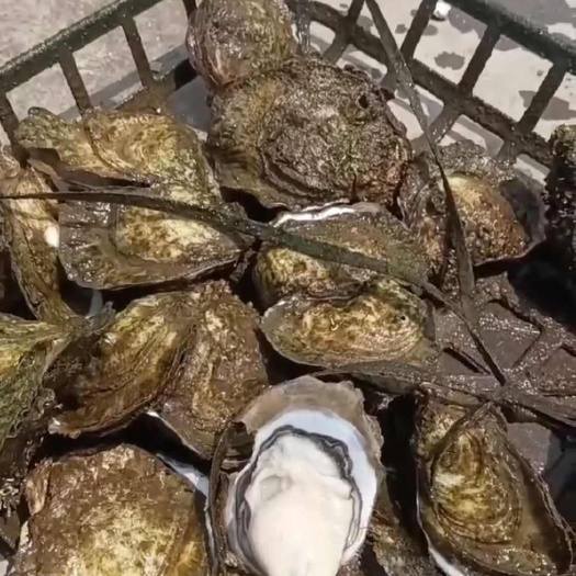生蚝