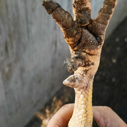 上高县阉鸡