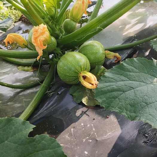 福清市西葫芦，油葫芦