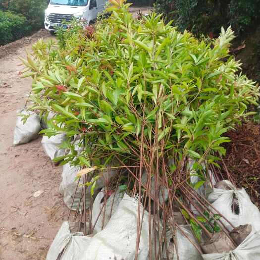 奉新县木荷杯苗