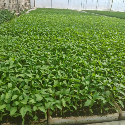 8号线椒苗