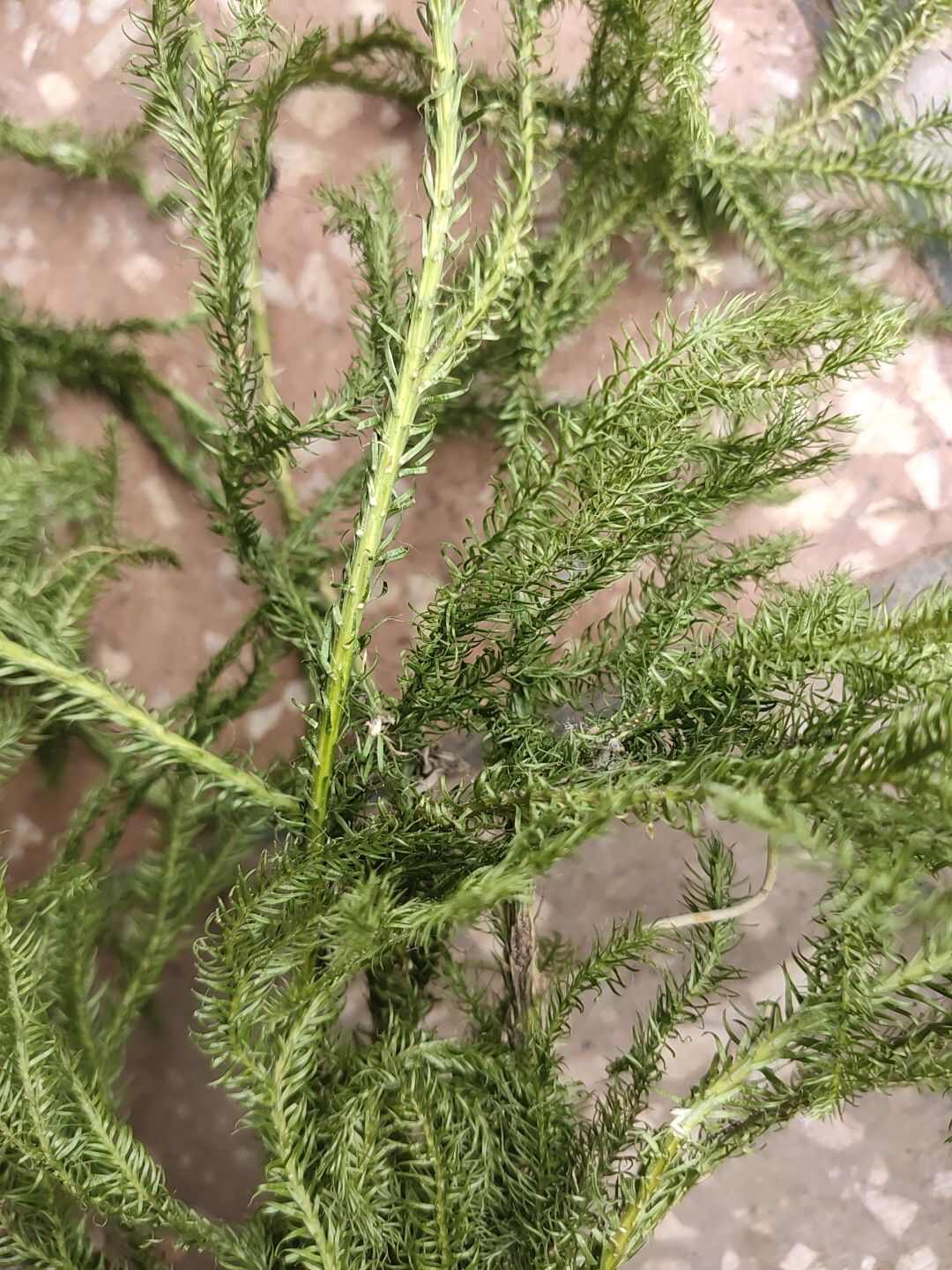 云南伸筋草舒筋草生鲜