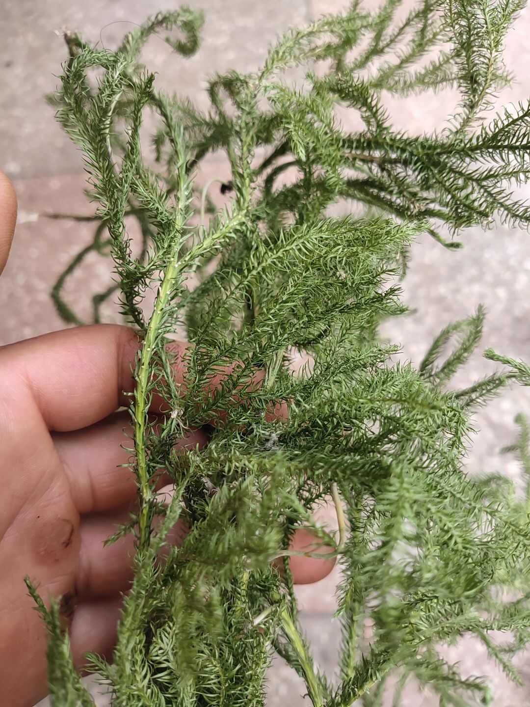云南伸筋草舒筋草生鲜