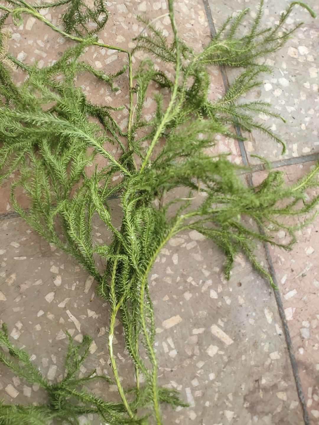 云南伸筋草舒筋草生鲜