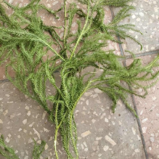 云南伸筋草舒筋草生鲜