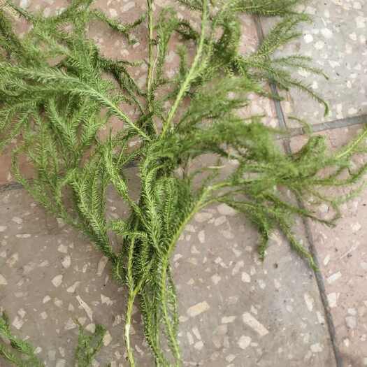 楚雄市云南伸筋草舒筋草生鲜