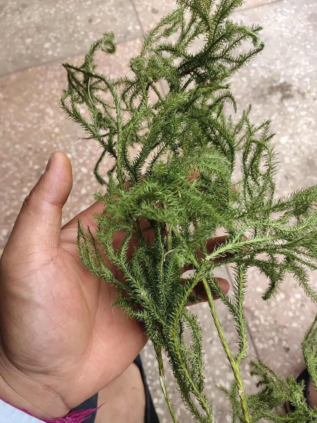云南伸筋草舒筋草生鲜
