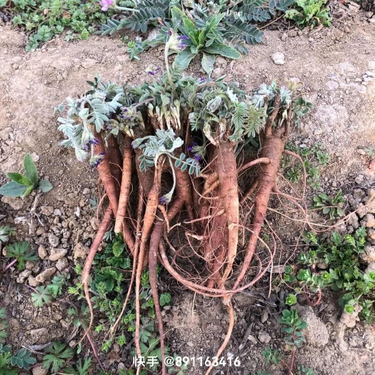 阳信县茜草