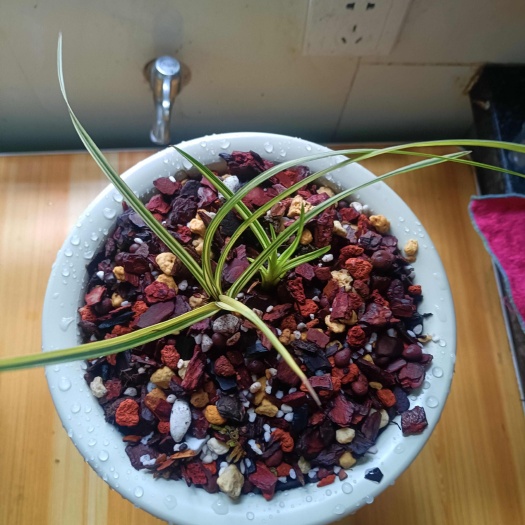 安顺慧兰