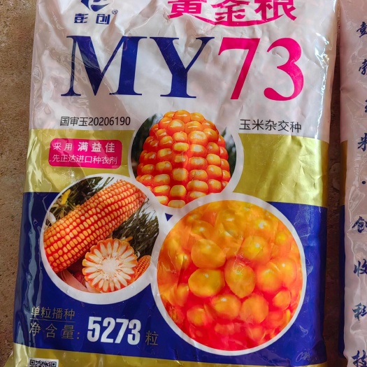 淄博黄金粮MY73玉米种子国审玉大田种植玉米杂交种抗病