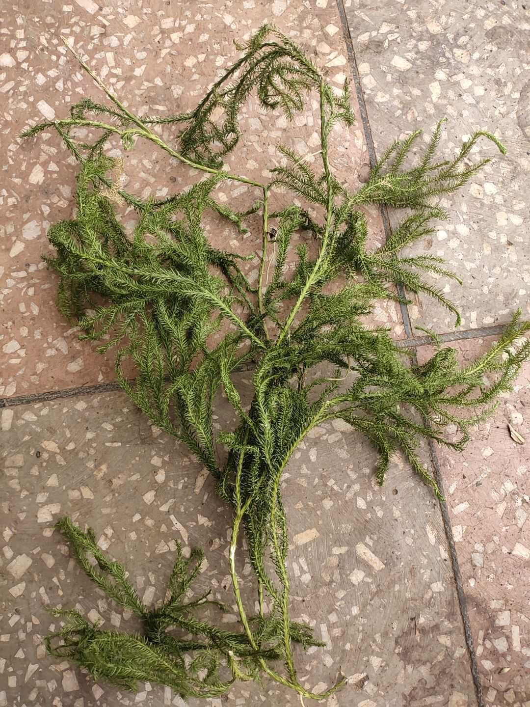 云南伸筋草舒筋草生鲜