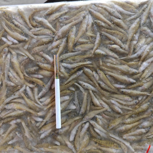长岭县精品山根鱼，杀好的鲫鱼，麦穗鱼