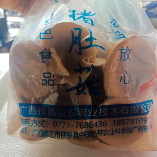 广州新鲜猪肚菇，人工种植菇！营养健康放心食用！