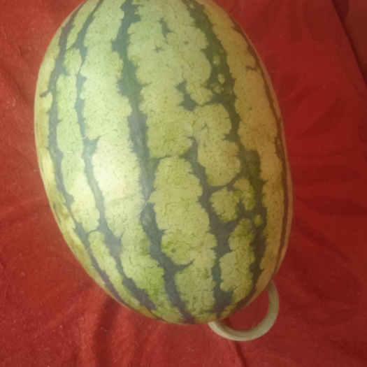 昌乐县小糖丸