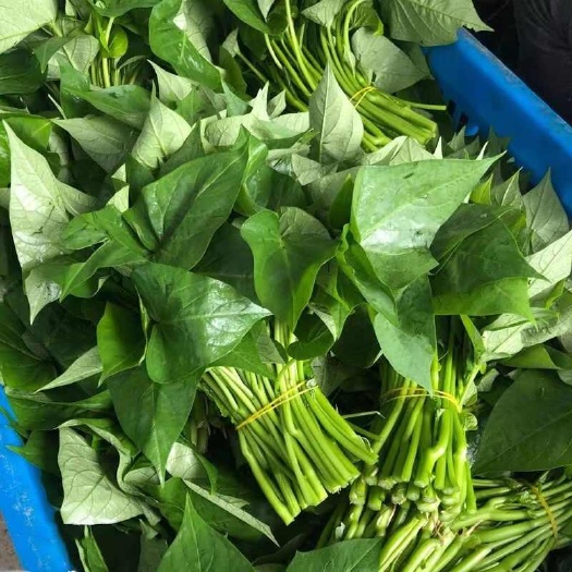 地瓜叶新鲜现摘现发农家番薯叶红薯叶山芋叶产地直销一手货源
