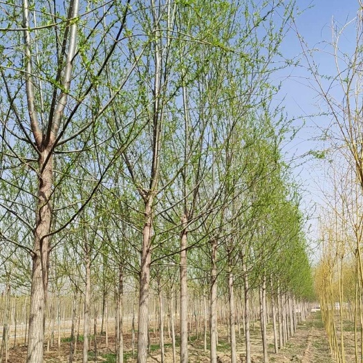 12公分柳树