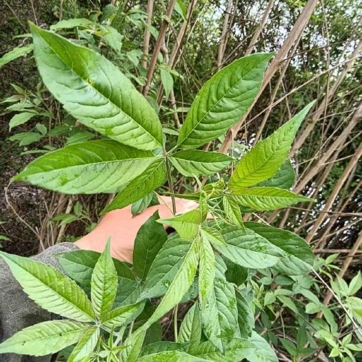 德兴市黄荆条