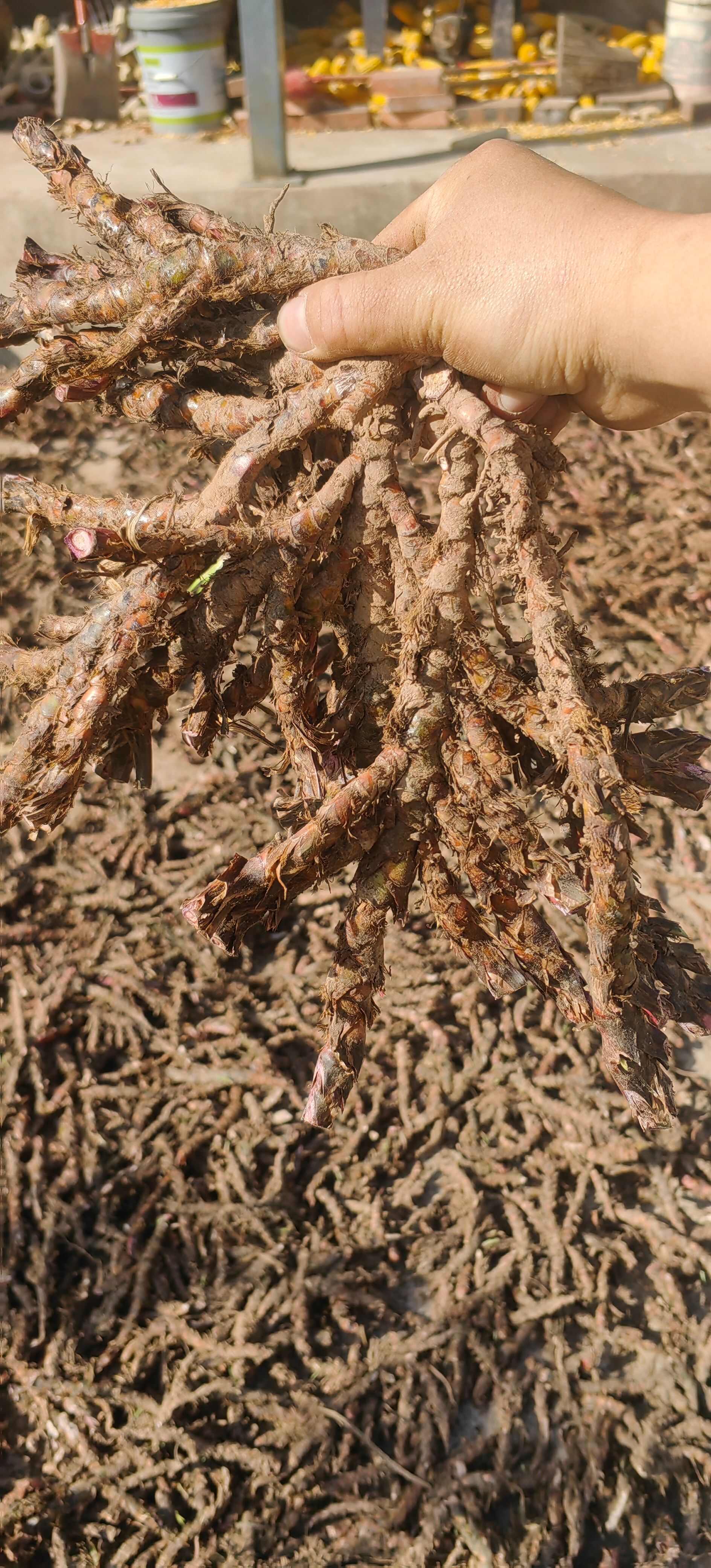 五香草 卤料 香料 山奈根 茴香菖蒲 产地大货 供应