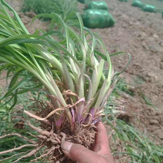 大荔县黄花菜种苗大量供应