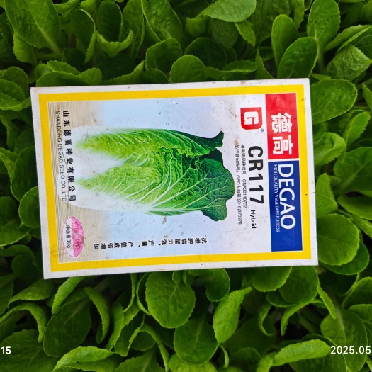 通海县云南玉溪通海新鲜白菜苗 蔬菜种植优选健康幼苗德高117