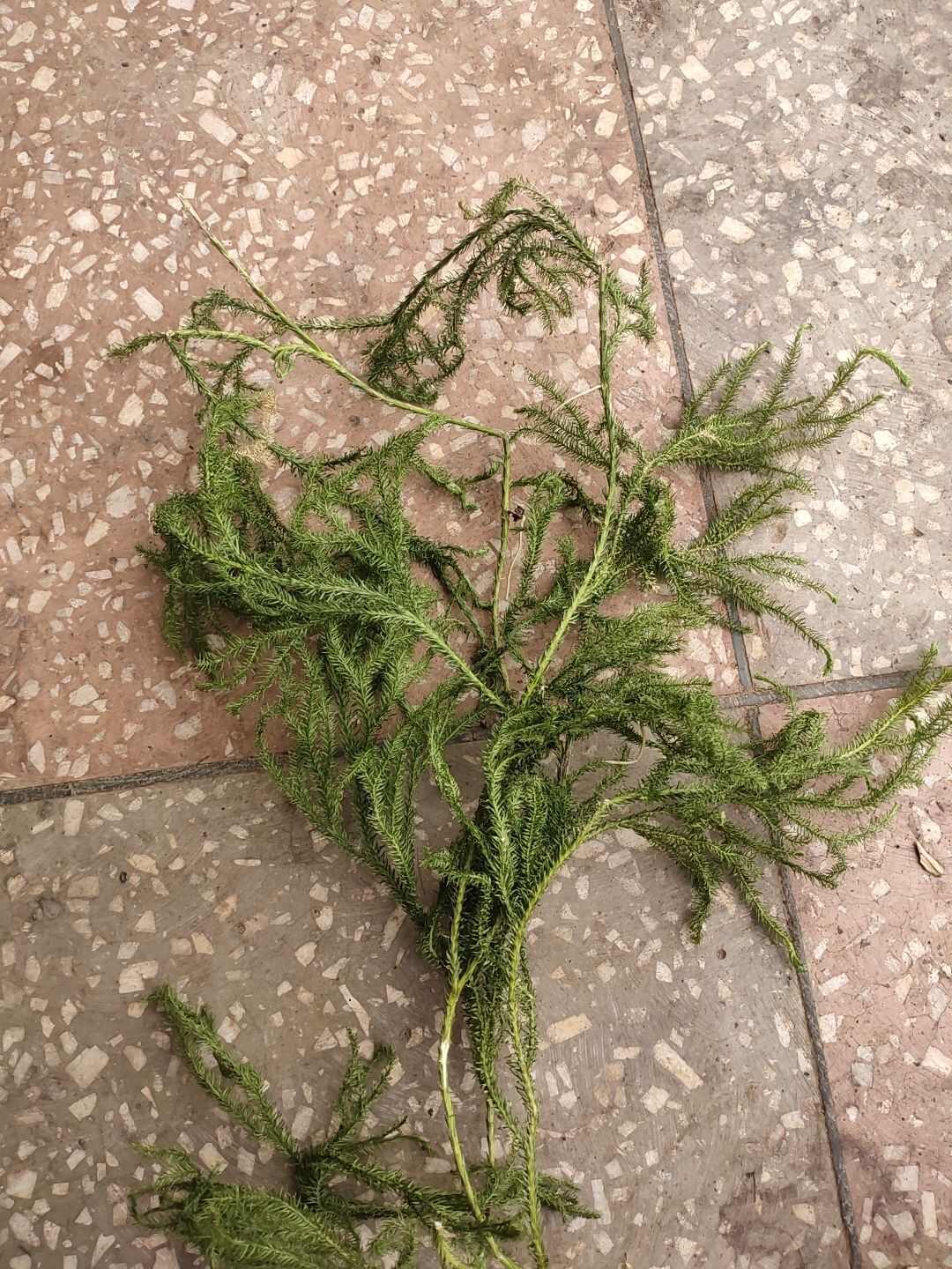 云南伸筋草舒筋草生鲜