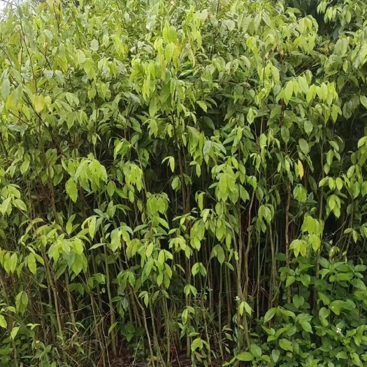 苍梧县沉香底苗，