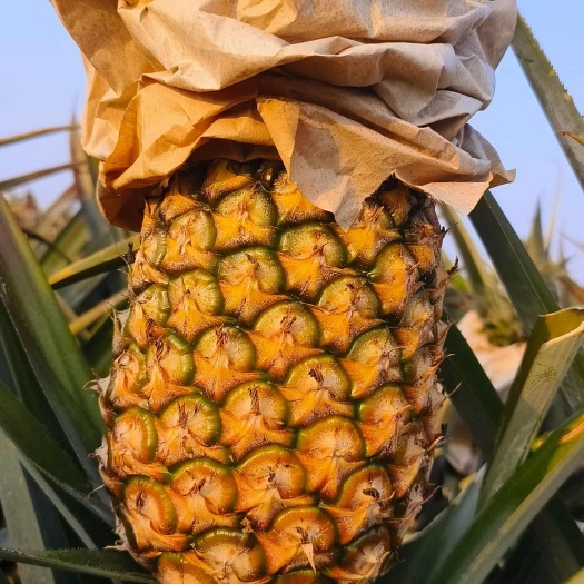 自然熟凤梨