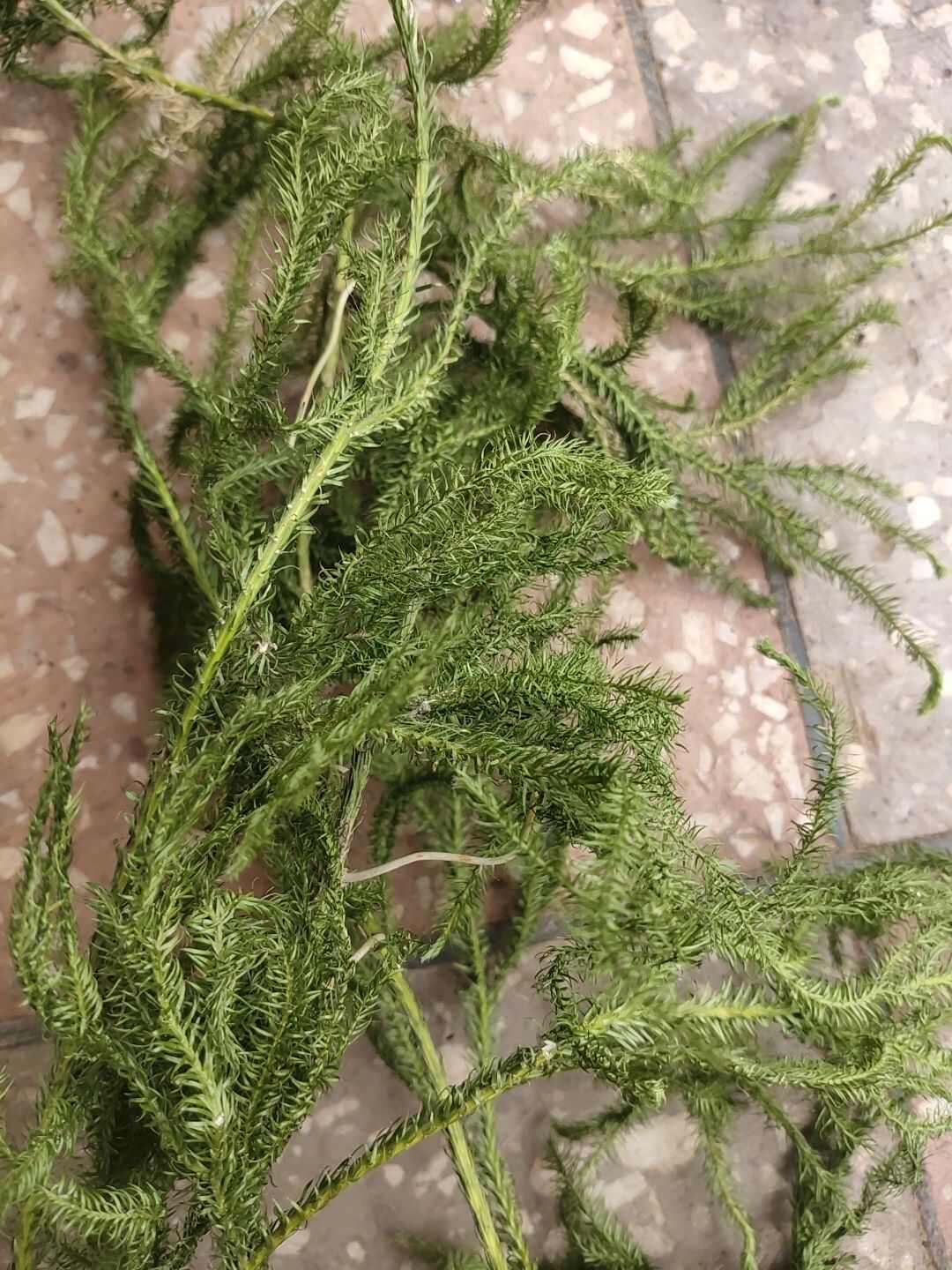 云南伸筋草舒筋草生鲜