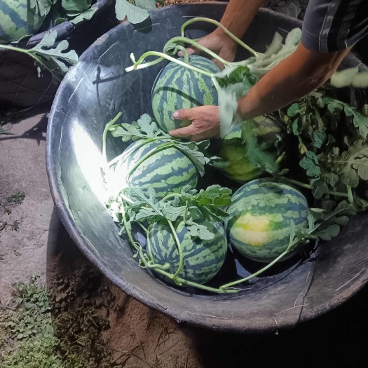 美都无籽西瓜 | 高甜多汁 纯正非嫁接苗培育