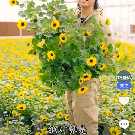2加仑光辉岁月向日葵