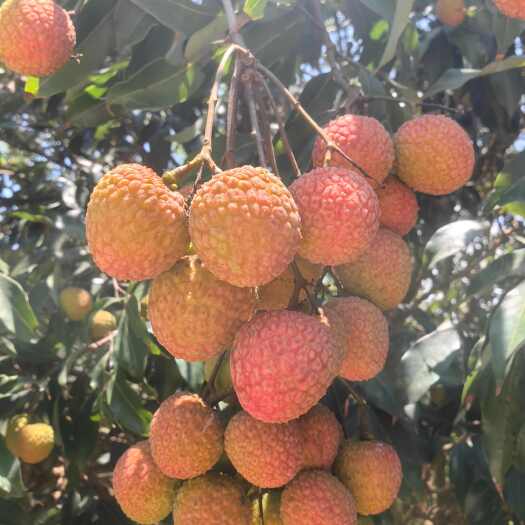 陵水县海南白糖樱