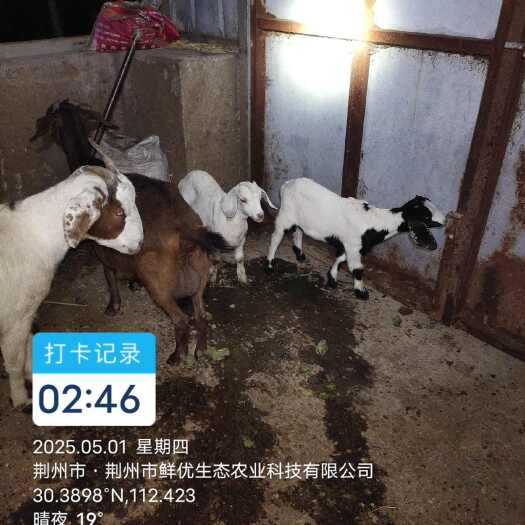 荆州羊
