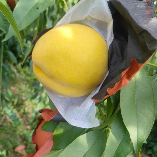 夏邑县精品早熟黄桃六月初上市 量大货足欢迎采购