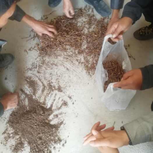 铜川药王故里耀州冬虫夏草