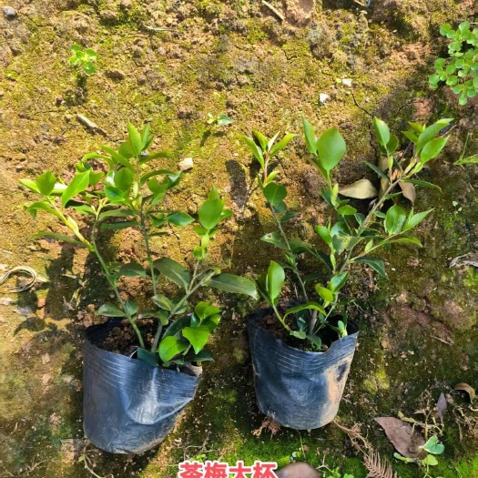 湖南茶梅小苗 基地直销  茶梅球60-120cm 全国发货