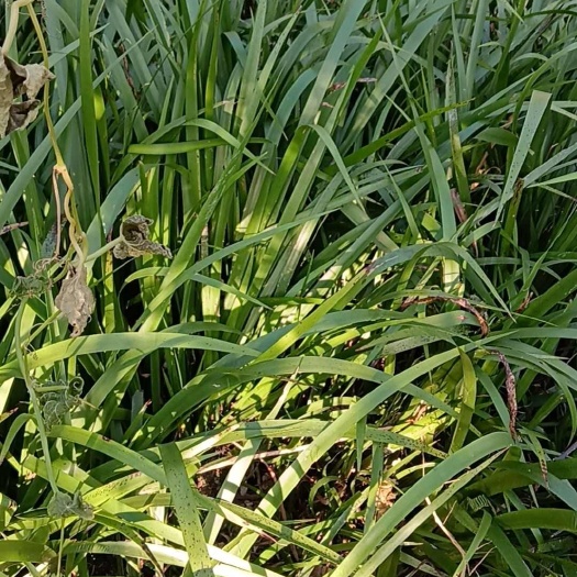溆浦县石菖蒲