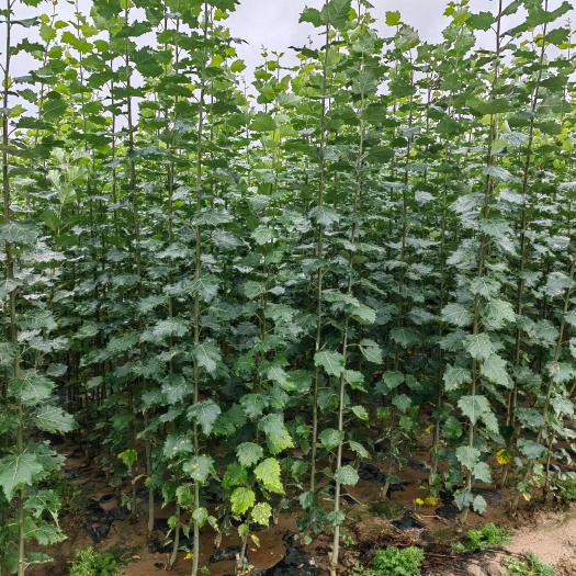 定西河北杨，（藏川杨）小苗自家种植批发