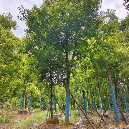 益阳湖南益阳资阳区优质香樟苗木基地直销