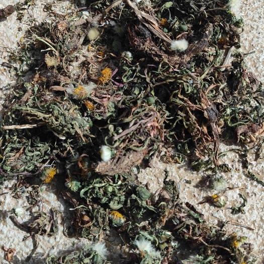 西和县前期蒲公英，有根有花精品货，