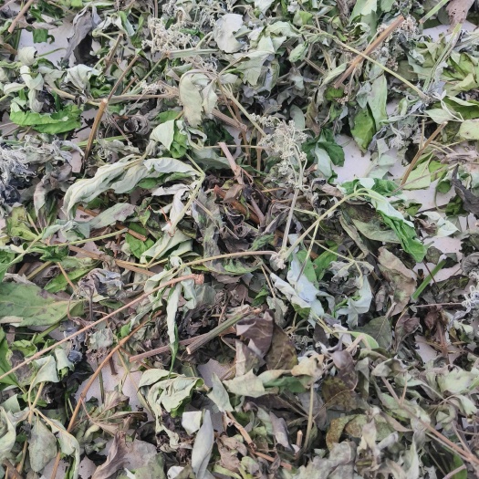 纯黄荆叶(五指柑)