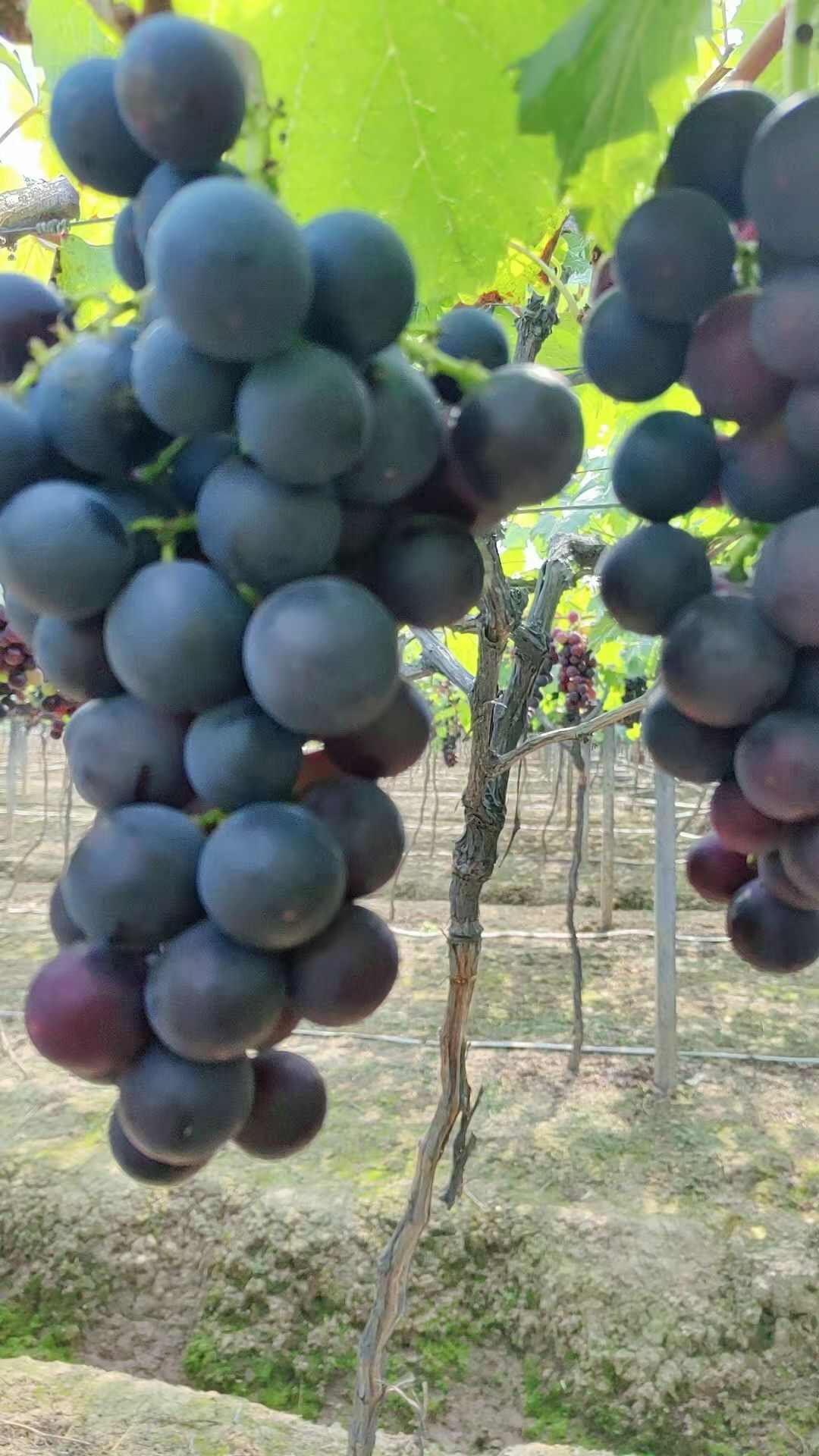 葡萄巨峰