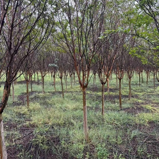基地直销 小叶紫薇树苗红花紫薇成活率高 5-15公分紫薇出售
