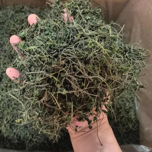 酸枣芽茶 枣芽茶 山枣芽 棘针芽 葛针芽 无硫新货