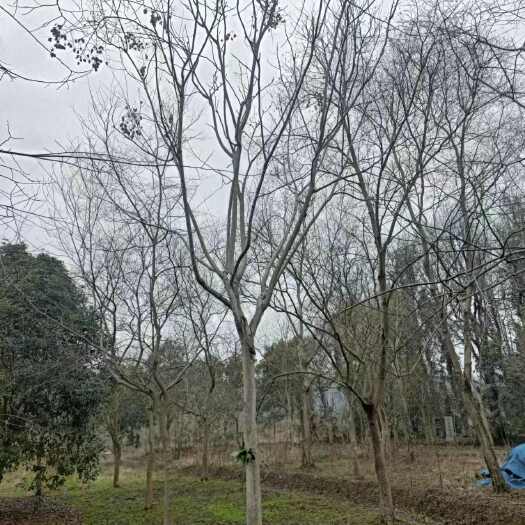 低价处理销售黄山栾树、栾树