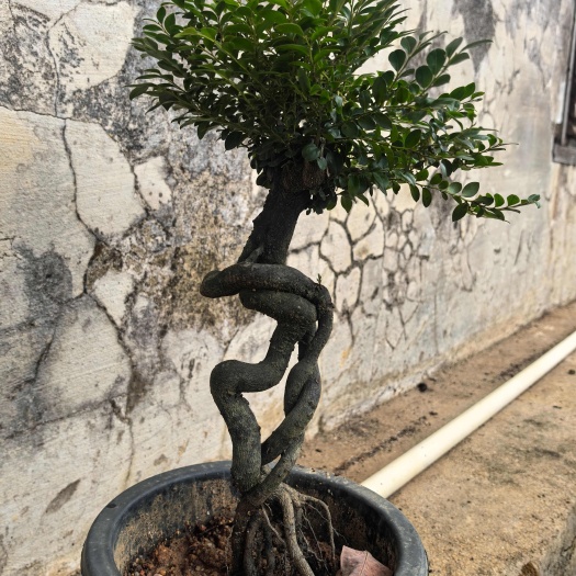 台山市江门台山黑骨茶盆栽优质苗木种植基地大量现货